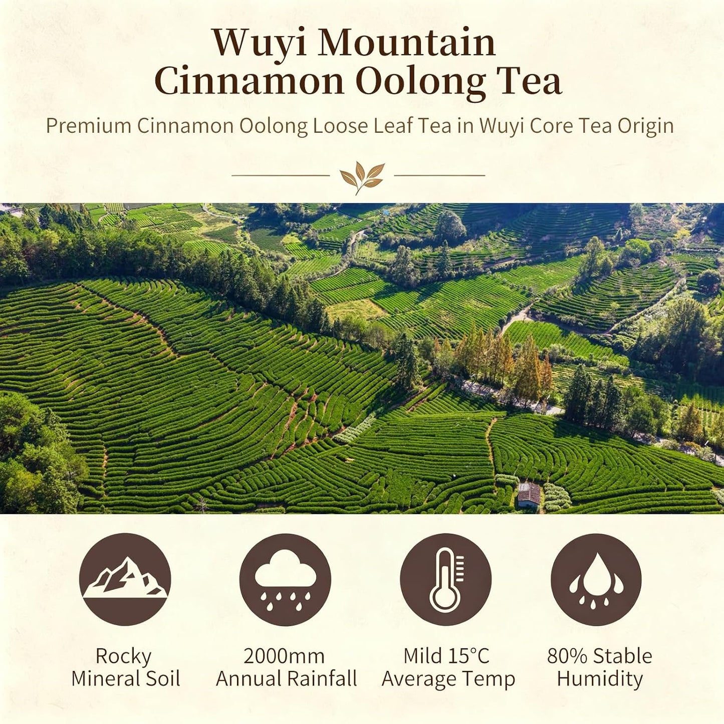 Yuexi Wuyi Mountain Rougui Oolong Tea 4.23oz/120g Authentic Rock Tea 肉桂岩茶 | Deep Roasted Chinese Cliff Tea with Cinnamon Aroma, Dahongpao Wuyi Oolong Tea for Daily Brewing