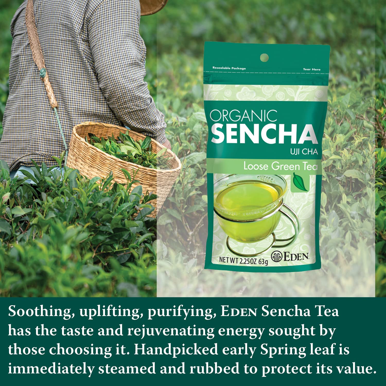Eden Organic Japanese Sencha | Loose Leaf Green Tea | Highest Grade Uji Cha | Spring Leaves | 2.25 oz