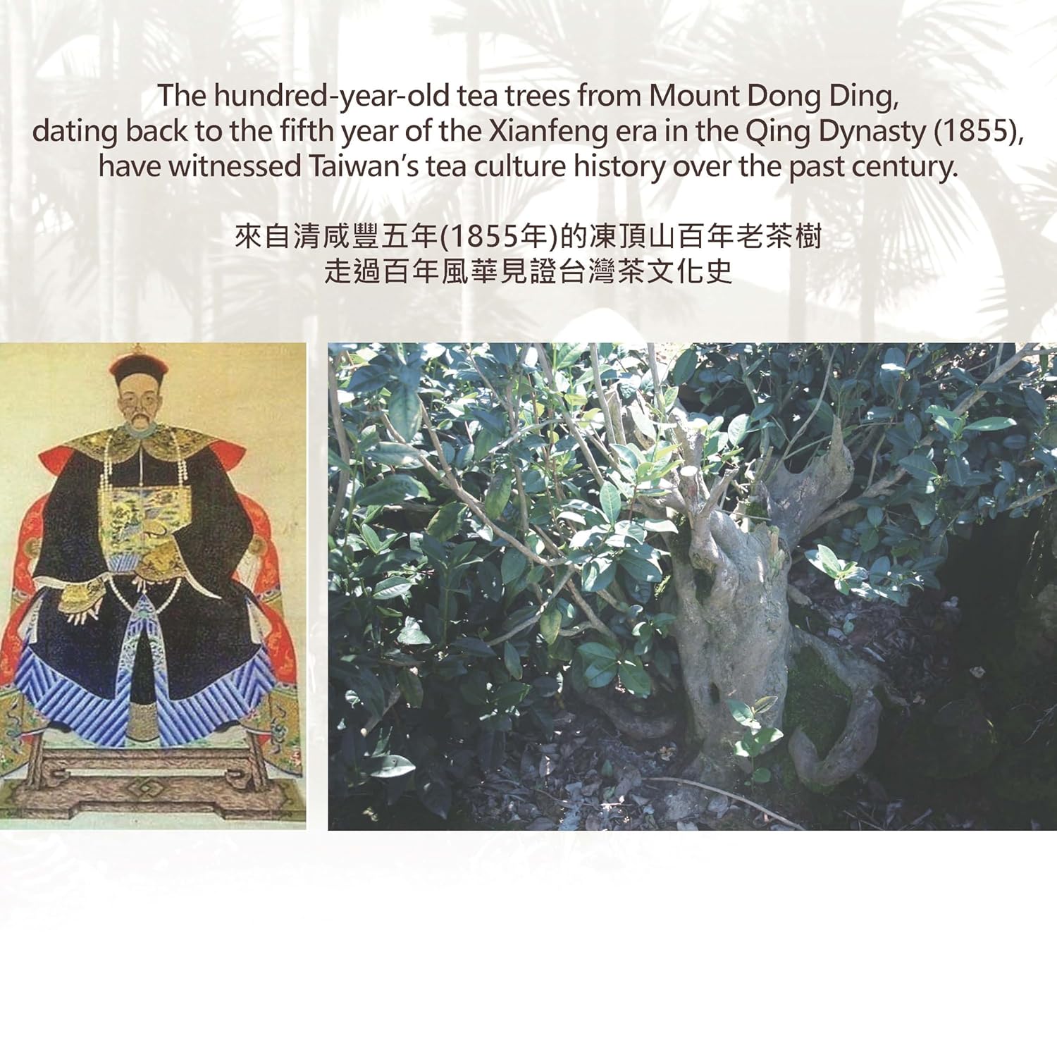 SHANJICHA Alishan Jin-Xuan Oolong Tea 山記京華阿里山金萱烏龍茶 (Taiwan Oolong Tea台灣烏龍茶)