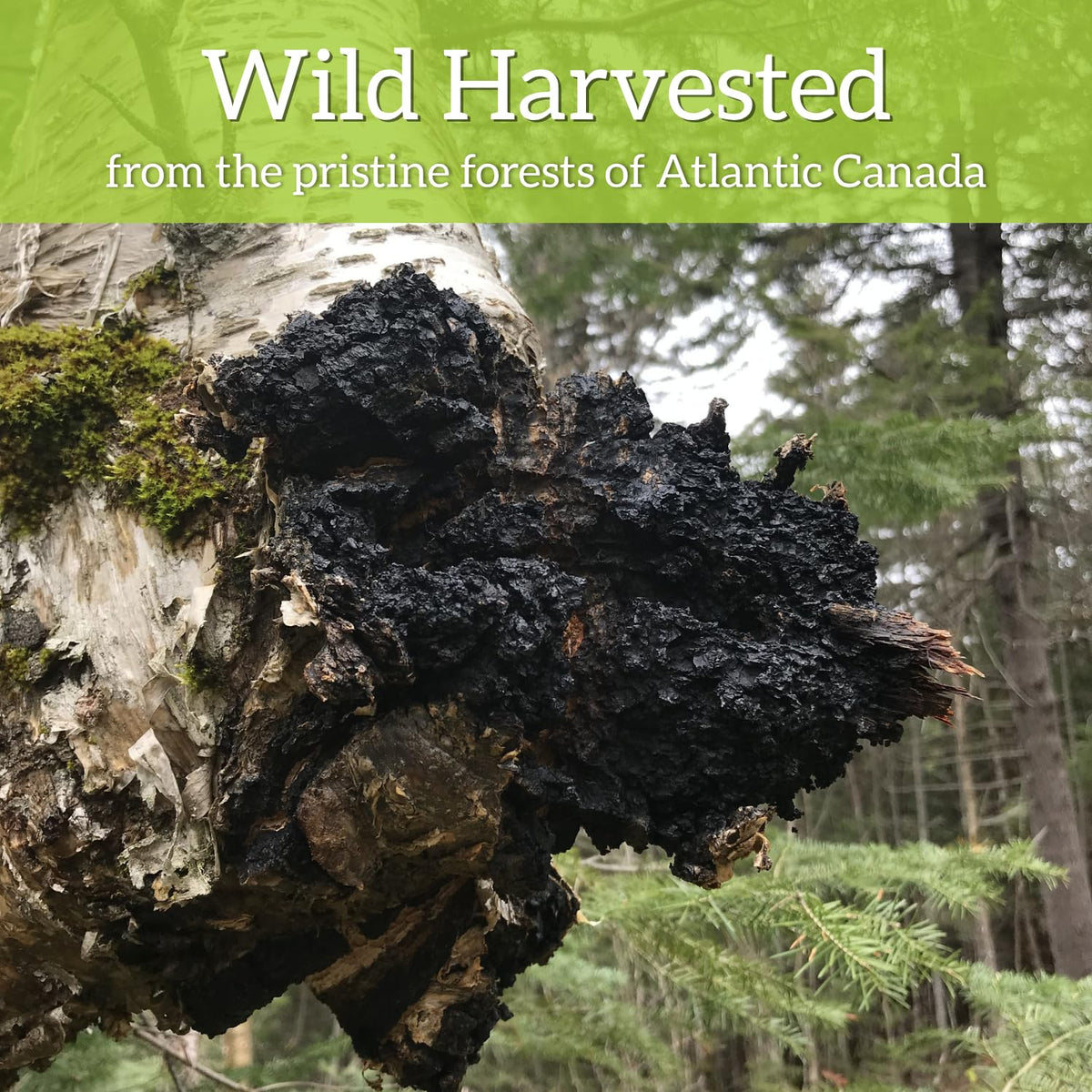 Chaga Tea Bags by My Berry | 100% Canadian Wild-Harvested- NEVER Siberian | 100% Additive-Free Caffeine-Free Herbal Tea | 25