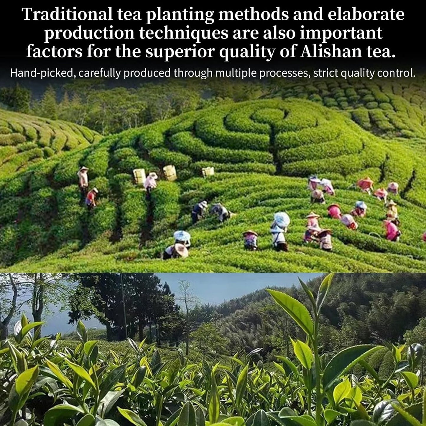 XIXICHA Taiwan Tea Alishan Oolong Tea Loose Leaf Taiwanese Green Oolong Tea Taiwan Loose Leaf Health and Delicious Multiple Brewing 150g/5.3oz 阿里山 乌龙茶