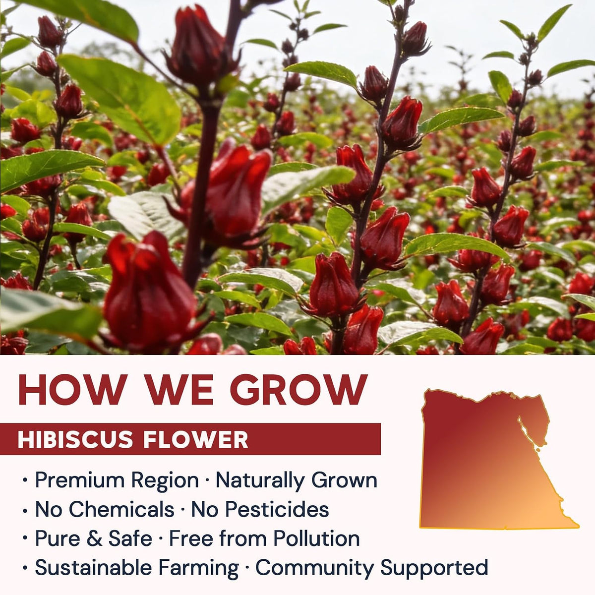 Hibiscus Tea Bags, Hibiscus Flower Herbal Tea - 50 Teabags