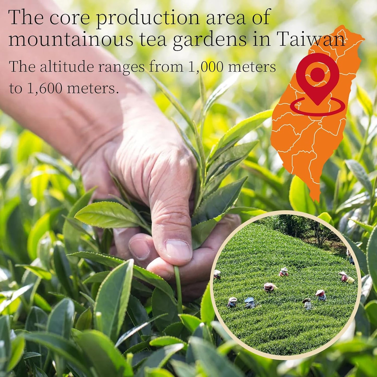 Lingyunxi Milk Oolong Tea Loose Leaf Taiwan Tea Jin Xuan Oolong Taiwan Formosa High Mountain Oolong Leaves, Creamy Sweet and Smooth Taste 25% Fermentation Degree 奶香乌龙 台湾高山茶 台湾茶 乌龙茶 5.3oz/150g