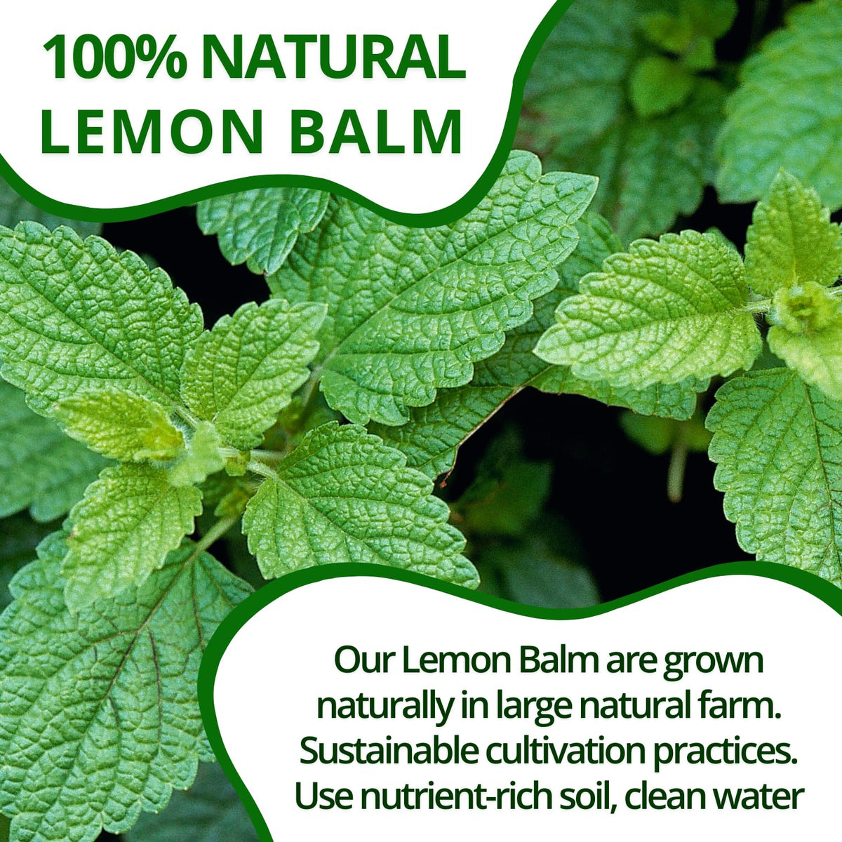 VIDA FARM 125 Lemon Balm Tea Bags