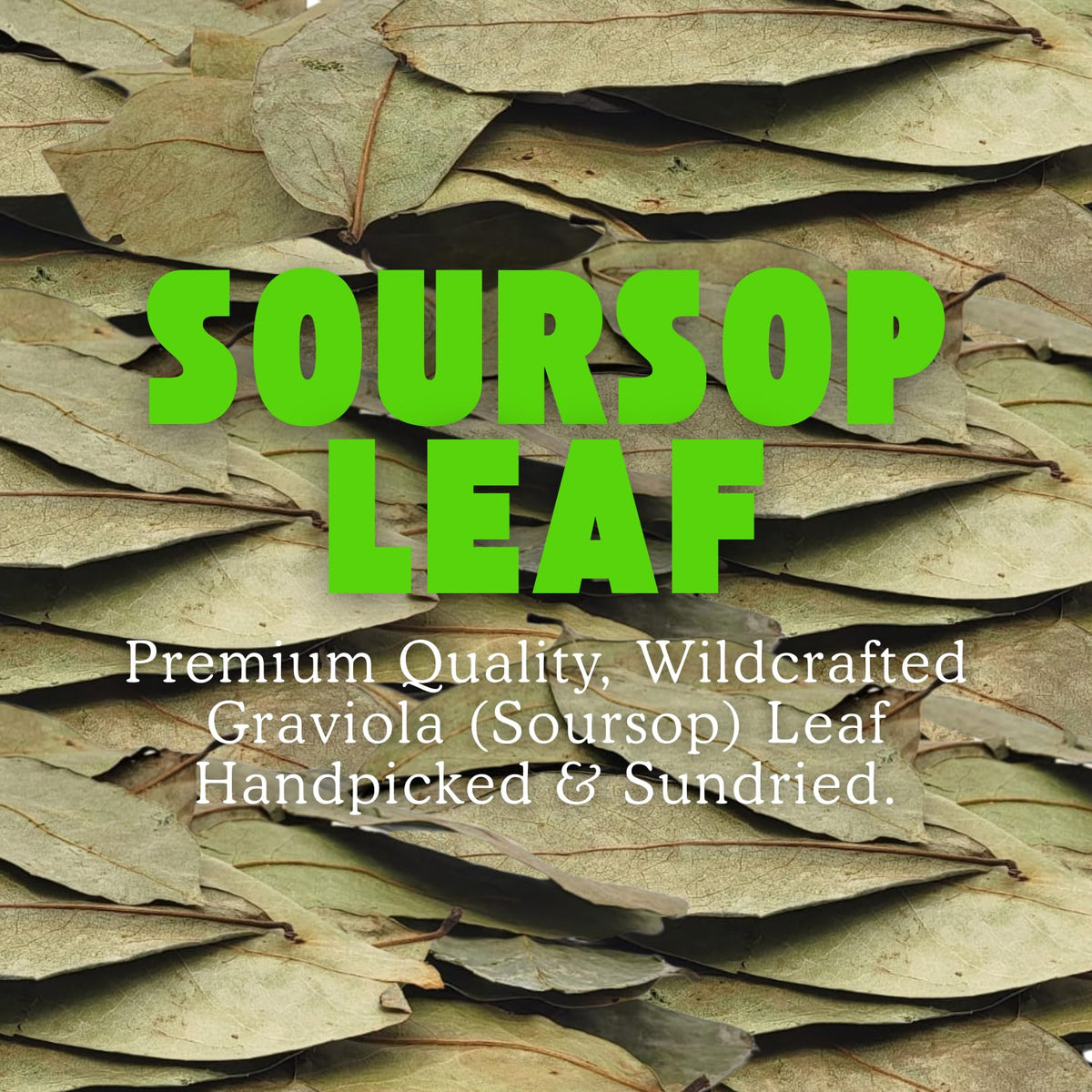 Herbalista - Premium Whole Dried Graviola Soursop Leaf (4 oz | 350+ Leaves) | 100% Natural Hoja de Guanabana | Fresh