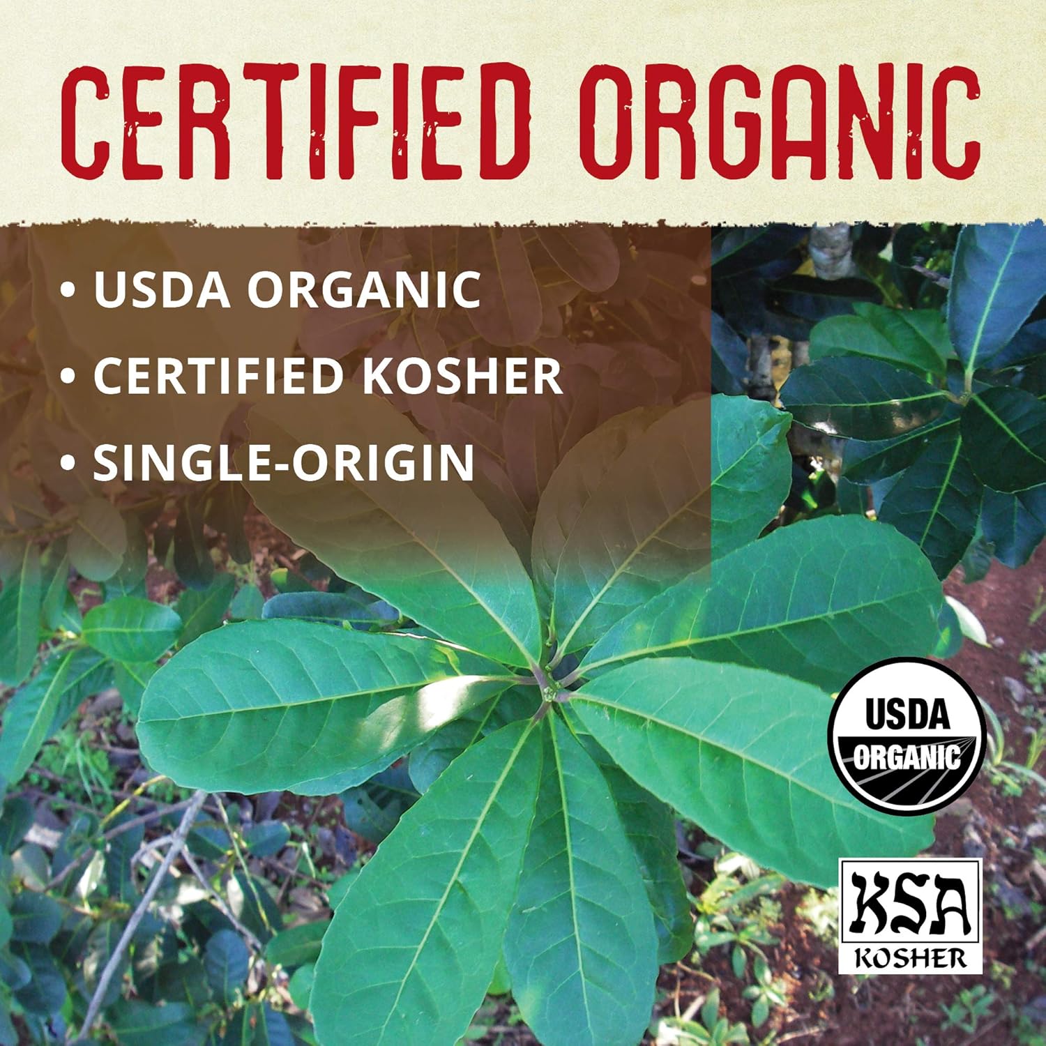 ECOTEAS Organic Yerba Mate Loose Leaf Tea – Natural Energy & Detox Herbal Tea – Caffeine Alternative - Kosher, Non-GMO, Gluten-Free - Unsmoked Pure Leaf from Argentina, 1 lb