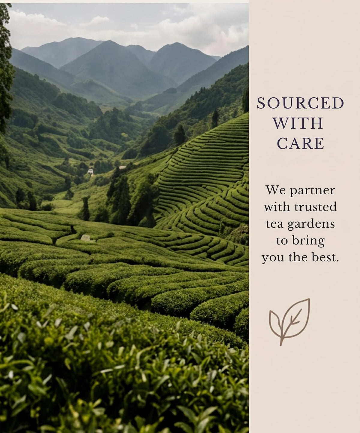 EZR Leaf English Breakfast Premium Whole Leaf Ceylon Black Tea, 20 counts 2.1 Once, Rich Flavor &amp; Bold Aroma Blend, A Morning Ritual in Every Cup