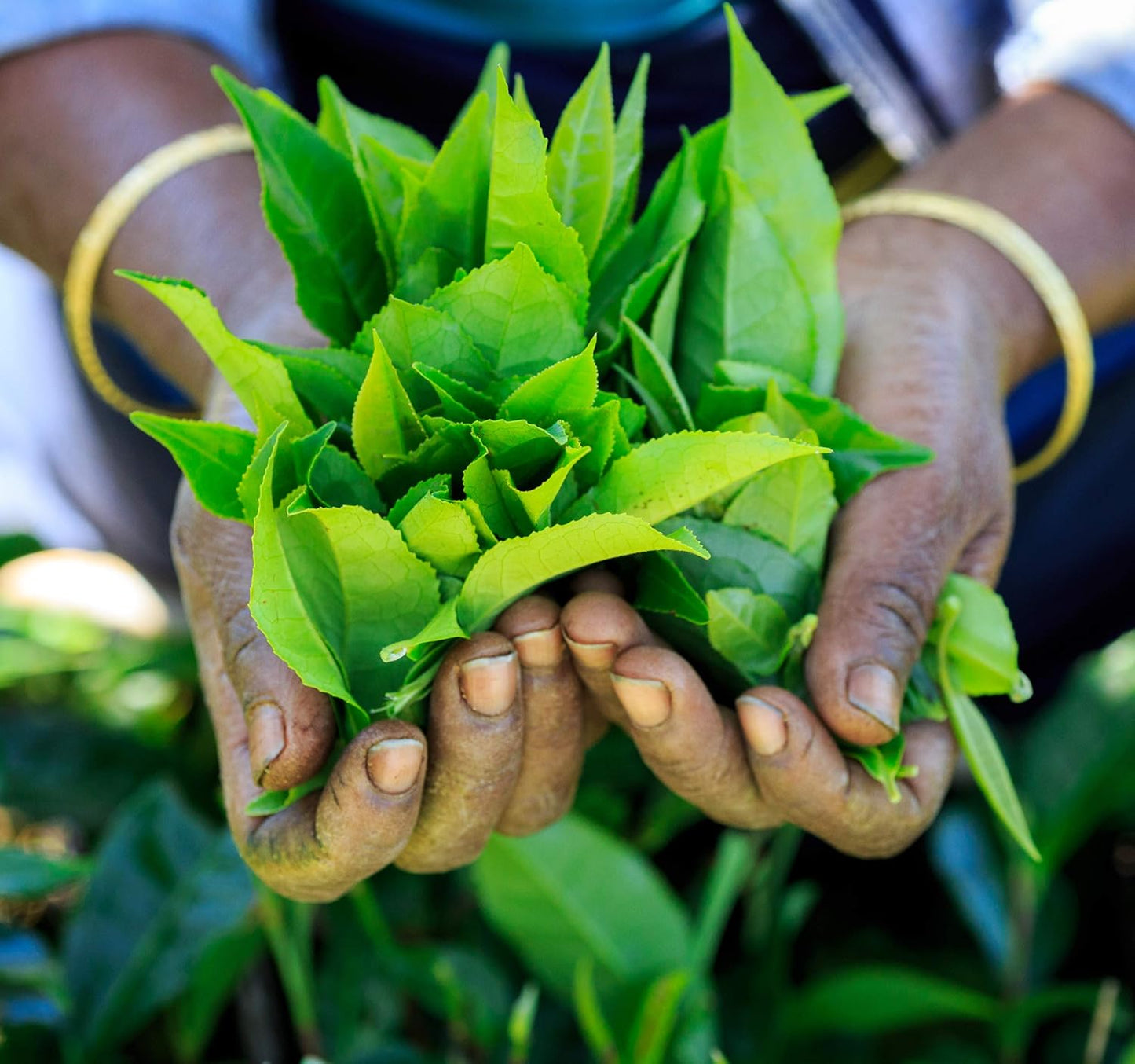 Tea & Trumpets USDA Organic Earl Grey Loose Leaf Back Tea - 4 oz