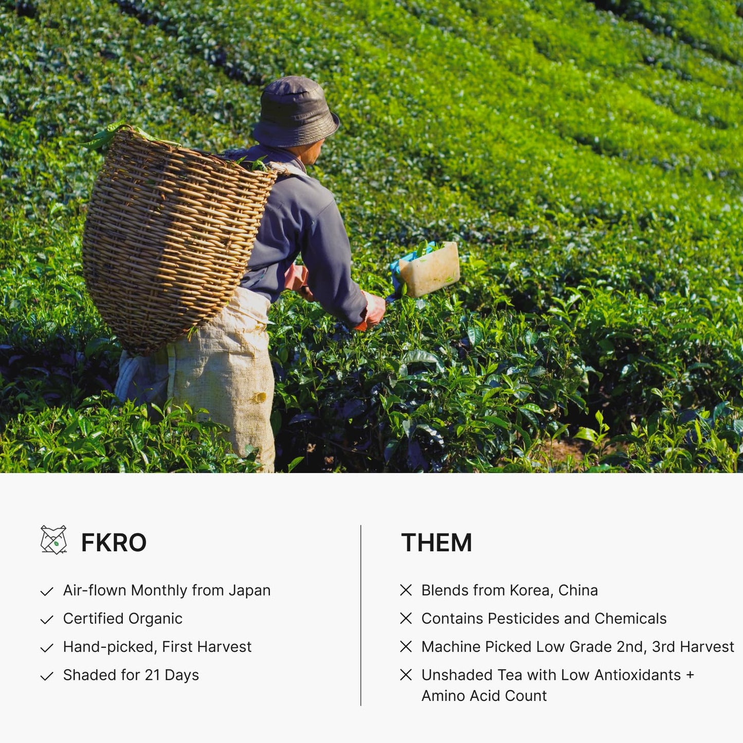 FKRO Organic Saemidori Ceremonial Grade Matcha Green Tea Powder | Single Cultivar 1st Harvest | Stone-Ground, Air-Flown Monthly from Japan | 30g Tin