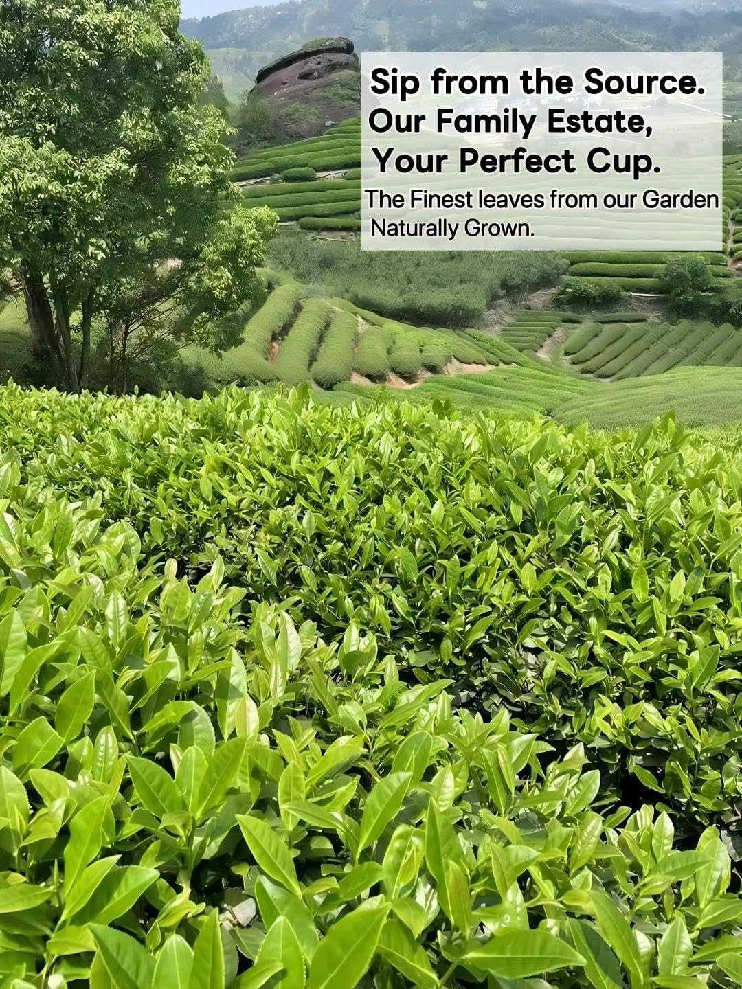 luoptea Da Hong Pao Rock Oolong Tea with Floral Aroma- Handcrafted Premium Oolong Loose Leaf from our Own Family Tea Garden in Wuyi Mountain, China -Handpicked & Charcoal Roasted for Rich（150g）
