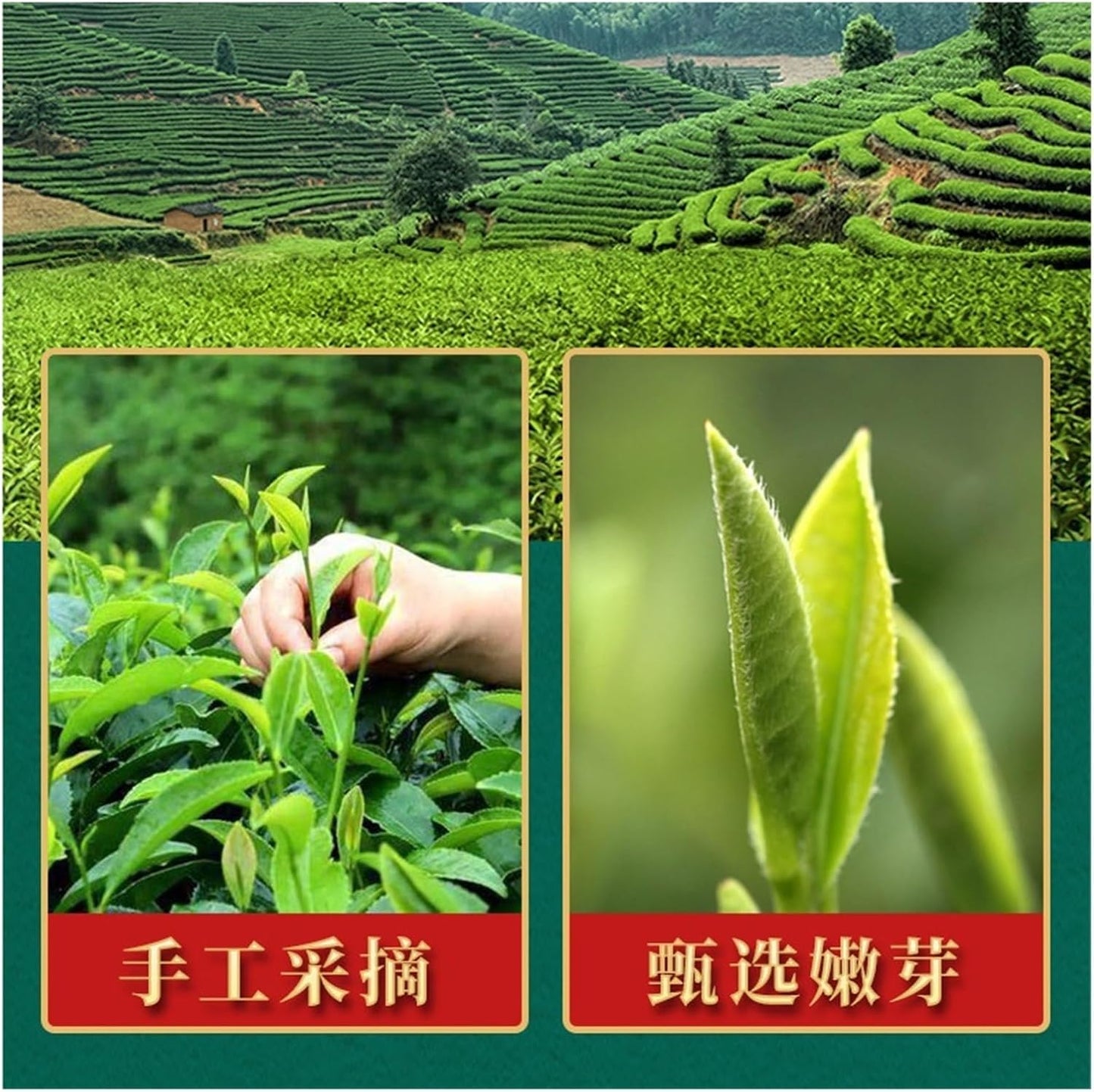 Spring Tieguanyin Tea, Strong Aroma, 250g Can, Bright Liquor, High Aroma, Mellow Taste, Long-Lasting and Sweet Aftertaste(1pcs)