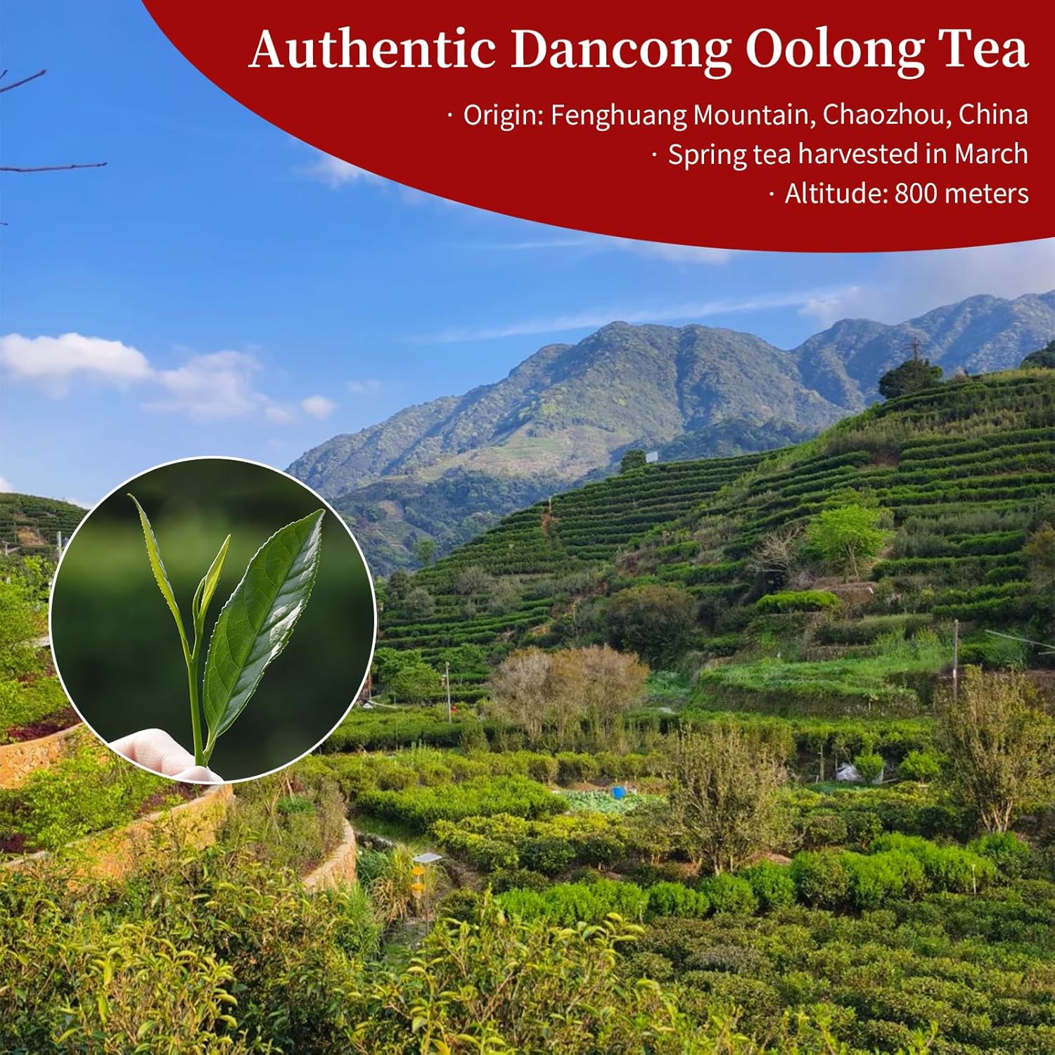 Yuexi Dan Cong Tea Oolong Tea Loose Leaf 4.23oz/120g Top-grade Chaozhou Phoenix Mountain Tea Rich Flavor Orchid Fragrance 凤凰单枞 蜜兰香 潮州乌岽乌龙茶 单枞茶叶