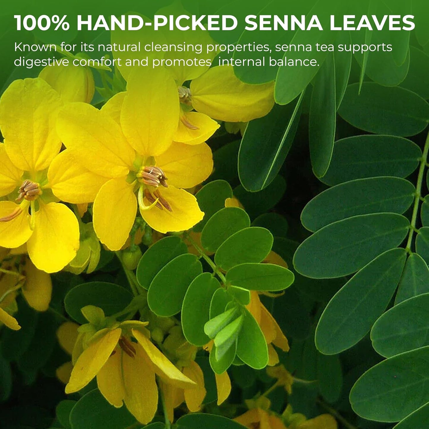 Senna Tea Bags, 55 Count, Bamboo Tong Included, Cleanse Tea, 3.7 oz | Bamboo Tong Included, Natural Senna Leaves, Supports Digestive Comfort &amp; Gentle Cleanse, Slightly Bitter Herbal Tea