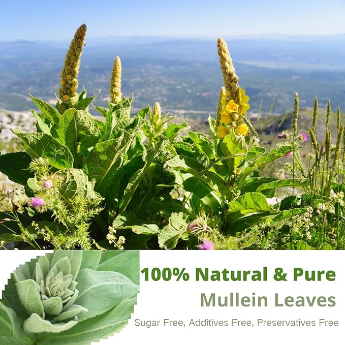 Mullein Tea Bags – 60 Count, Mullein Leaf Mullen Tea, VitalForest Herbal Mullins Mullien Tea, Caffeine-Free