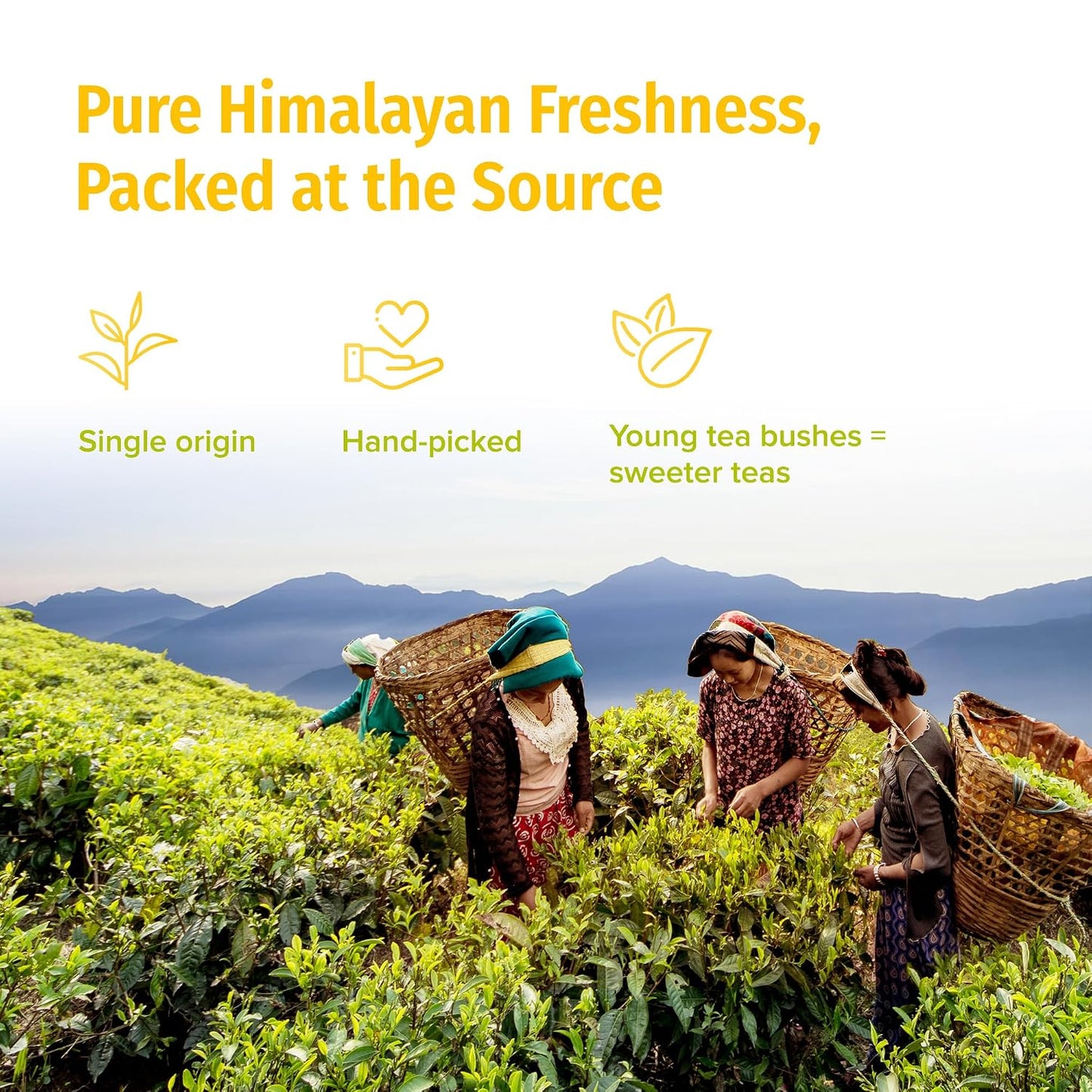 NEPAL TEA Organic White Tea Loose Leaf - USDA Certified Organic from a Family Farm in the Himalayas - Award-Winning Premium Tea Leaves to Enjoy Hot or Cold – 3.5oz /100g (White Prakash)