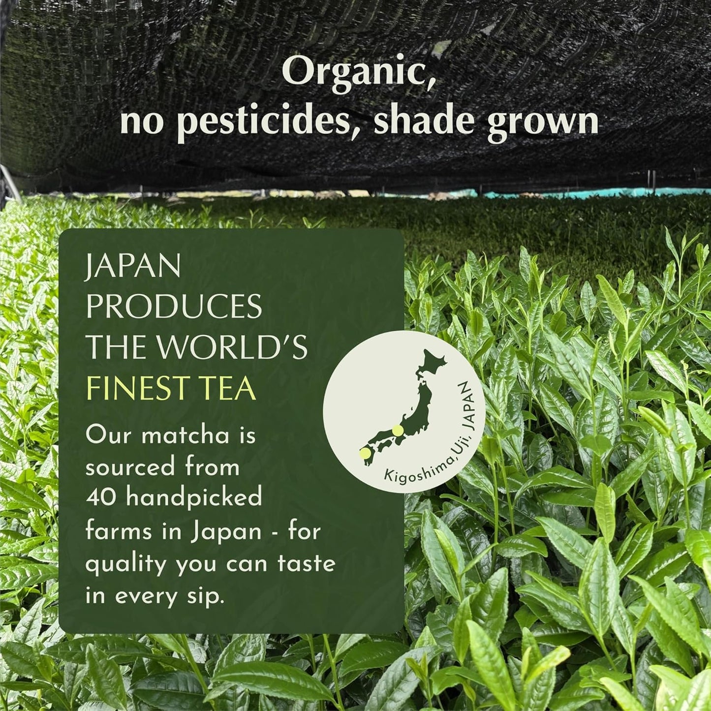 Encha Matcha - Ceremonial Grade Matcha Powder, Organic First Harvest Japanese Green Tea Powder, Tea From Uji, Japan (500g/1.1 lbs)