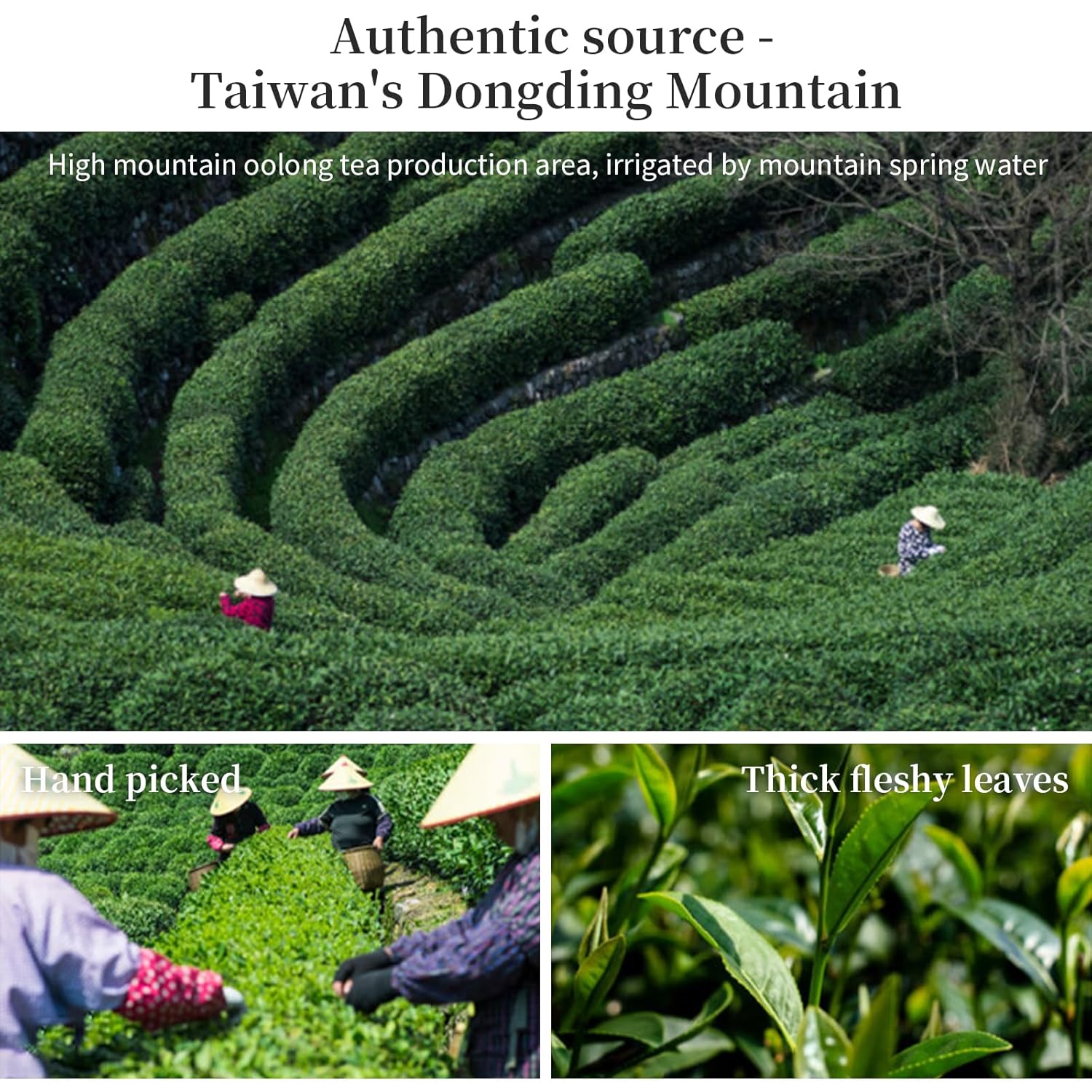 Yuexi Taiwan Oolong Tea Loose Leaf Taiwan High Mountain Oolong Tea 台湾茶 乌龙茶 5.3oz/150g