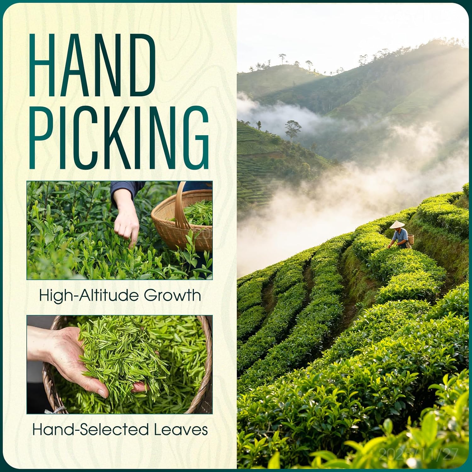PiPiLOONG Oolong Tea – Organic Yunnan High-Mountain Whole-Leaf Oolong | Premium Loose Leaf Tea | Smooth, Floral & Aromatic | Hand-Picked High-Altitude Tea (2)