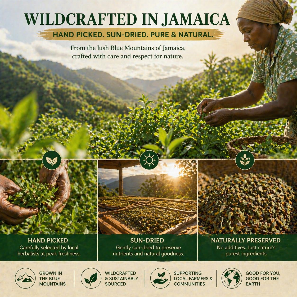 Jamaican Healing Garden Blood Detox Tea, Wildcrafted Herbs with Guaco, Burdock Root, Oregano, Cinnamon, Moringa, Hand Picked and Sun-Dried in the Blue Mountains of Jamalca 160g 5.64oz(1)