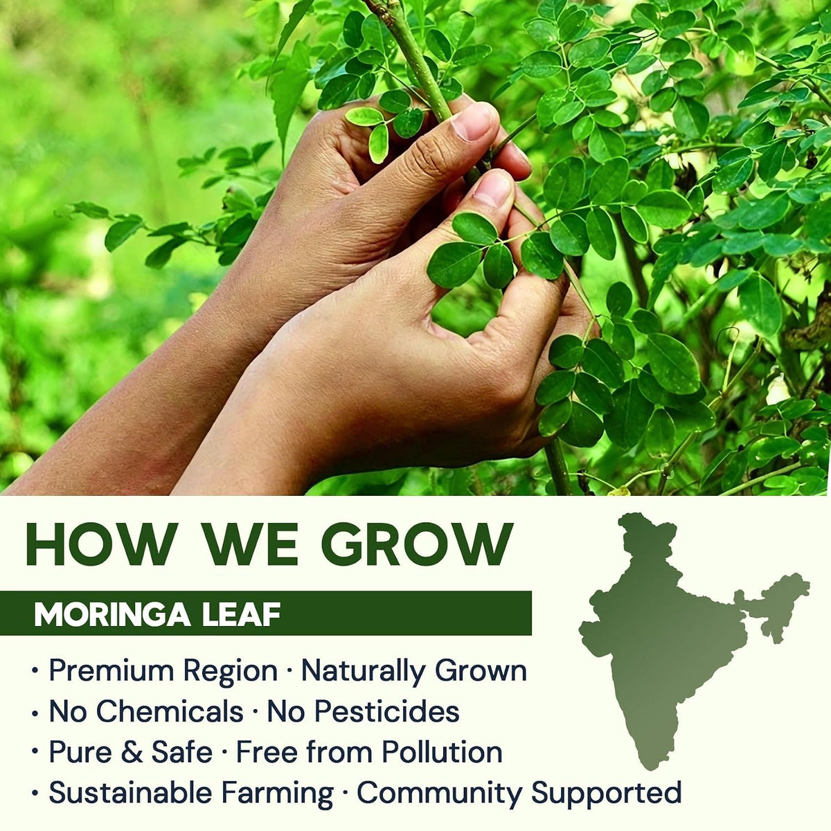 Moringa Leaf Tea - Caffeine Free, 100 Teabags