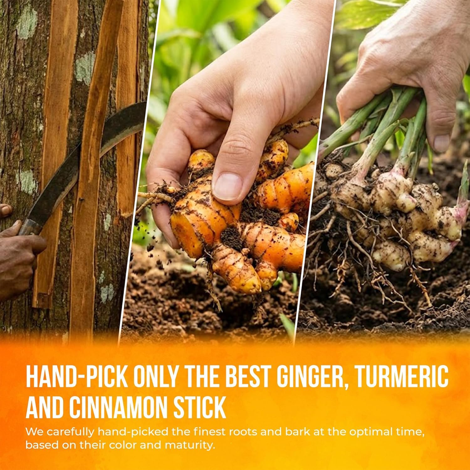 FreshDrinkUS, Premium Turmeric Ginger Cinnamon Tea Bags | 135 Tea Bags | Herbal Spice Tea Blend, Naturally Caffeine Free, Warm & Aromatic Flavor, 100% Natural Ingredients, Convenient Tea Bags