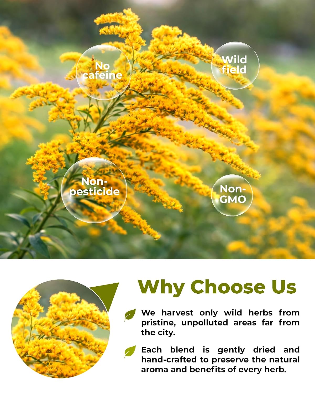 1.8 oz. Goldenrod Tea Herb Golden Root (Solidago Virgaurea L.) - 50g Dried Golden Rod Herbs Herbal Tea