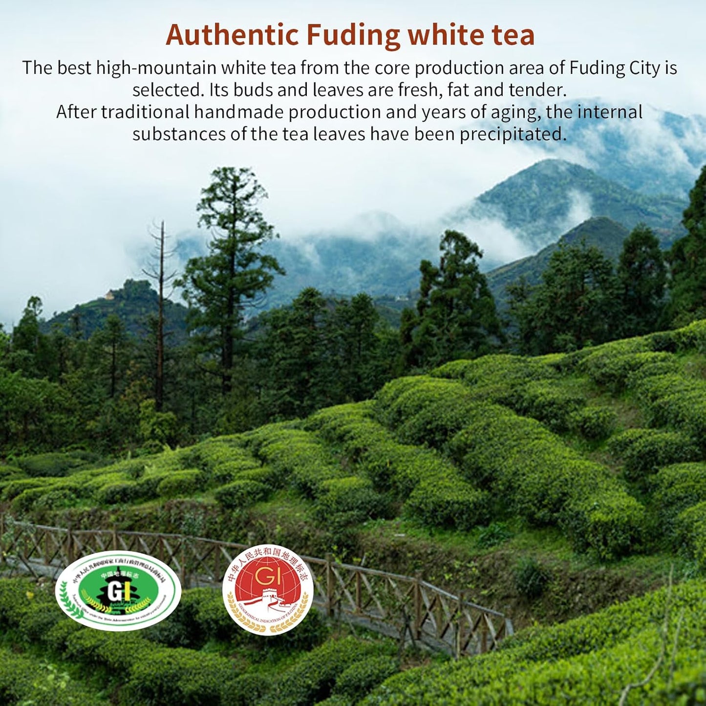 Yuexi White Peony Tea 2013 Yr Chinese Tea Fuding Aged White Tea Dragon Ball BaiCha Jujube Aroma 白茶 白牡丹龙珠 福鼎白茶 7.05oz/200g