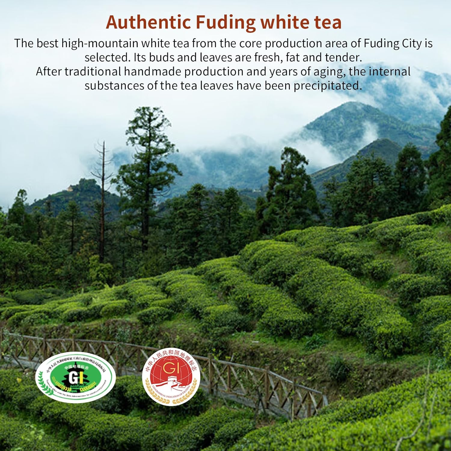 Yuexi White Peony Tea 2013 Yr Chinese Tea Fuding Aged White Tea Dragon Ball BaiCha Jujube Aroma 白茶 白牡丹龙珠 福鼎白茶 7.05oz/200g