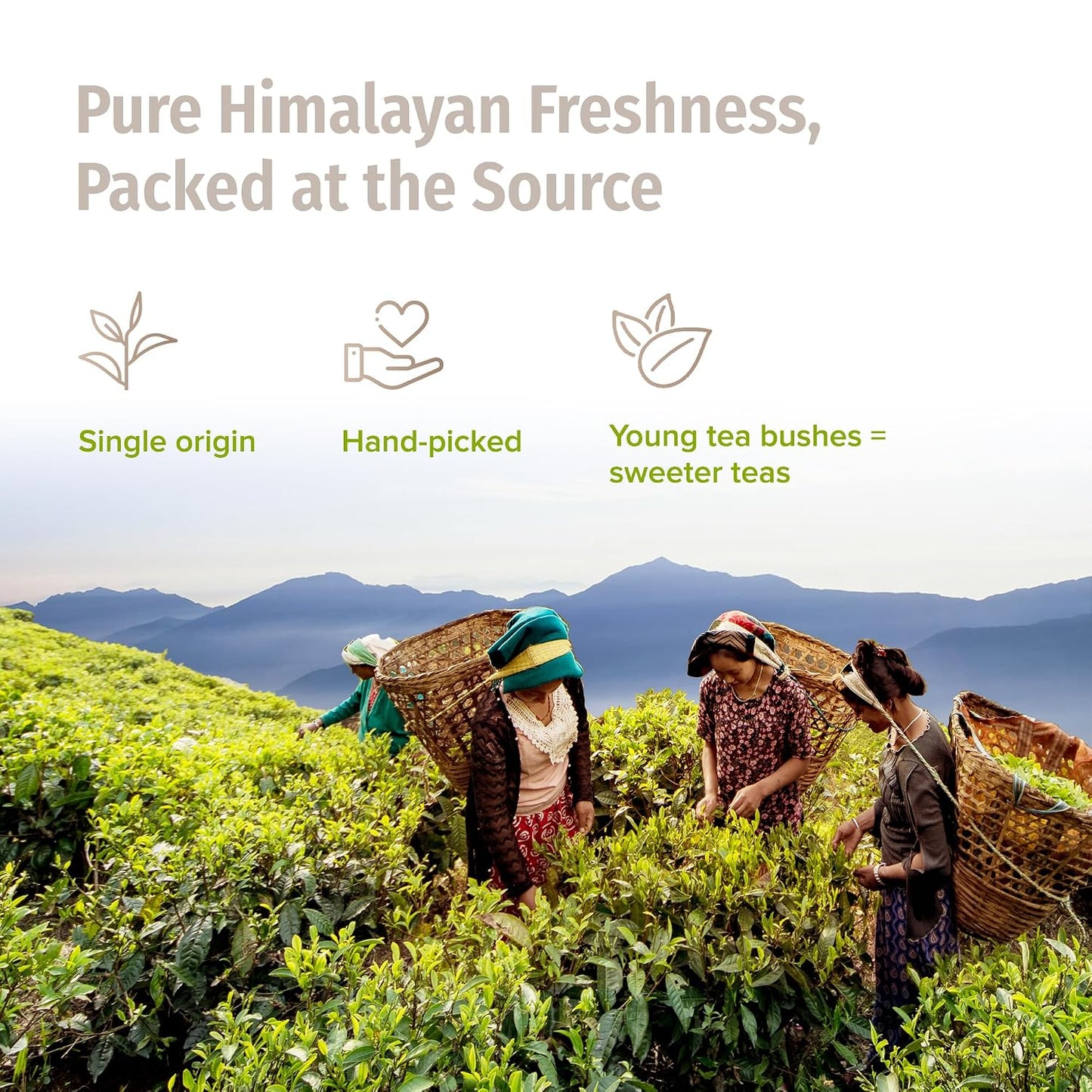 NEPAL TEA Organic Silver Tip Tea Loose Leaf - USDA Certified Organic Loose Leaf Tea from a Family Farm in the Himalayas - Premium Leaves - 3.5 oz / 100 g (Silver Yeti)