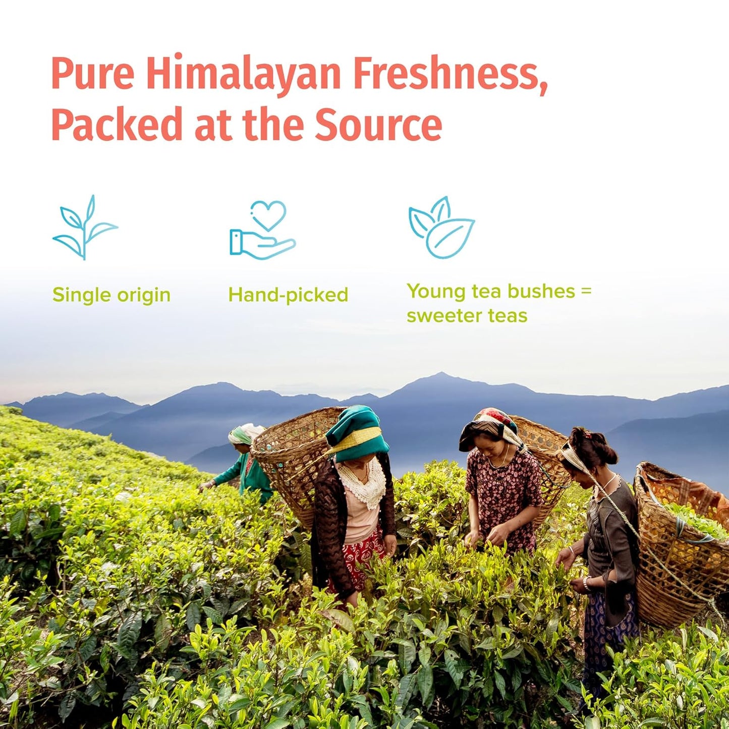 NEPAL TEA Organic Loose Leaf Oolong Tea - USDA Certified Organic Oolong Tea Loose Leaf - Premium Tea Leaves from a Family Farm in the Himalayas - Enjoy Hot or Iced - 3.5oz /100g (Shangri-La Oolong)