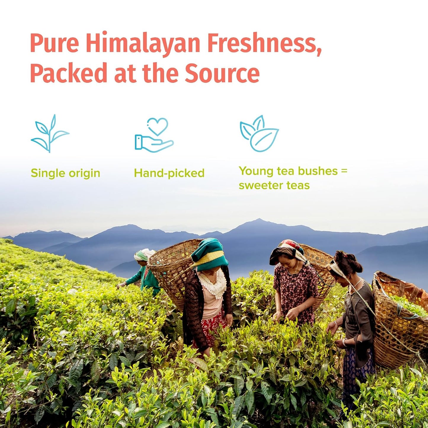 NEPAL TEA Organic Loose Leaf Oolong Tea - USDA Certified Organic Oolong Tea Loose Leaf - Premium Tea Leaves from a Family Farm in the Himalayas - Enjoy Hot or Iced - 3.5oz /100g (Shangri-La Oolong)