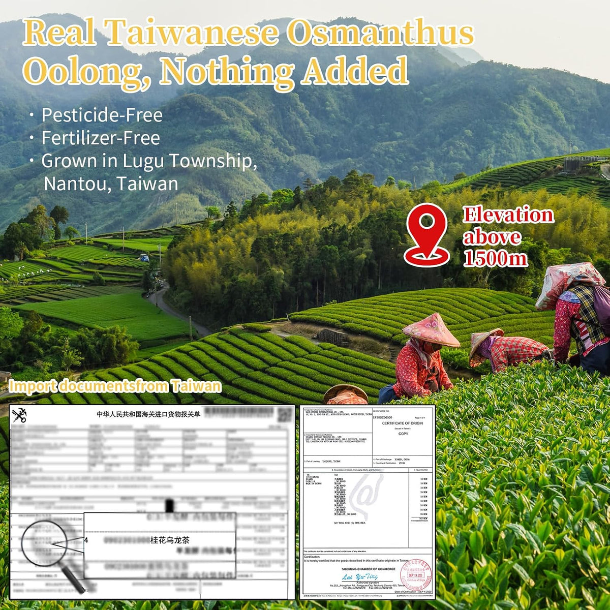 CHADUO Osmanthus Oolong Tea taiwan oolong tea Loose Leaf Premium Taiwan High Mountain Oolong Tea 5.3oz Natural Osmanthus Fragrance Sweet Taste 中国茶 烏龍茶 台湾茶 桂花乌龙茶