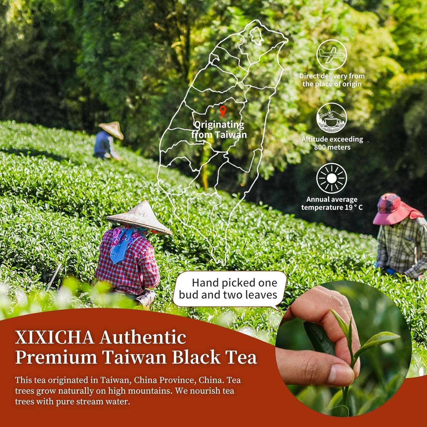 XIXICHA Taiwan Black Tea Loose Leaf, Full-Bodied &amp; Smooth, Rich in Flavor, Naturally Sweet, Sun Moon Lake High Mountain Black Tea 100g /3.5oz（80 cups）台湾红茶 蜜香高山茶