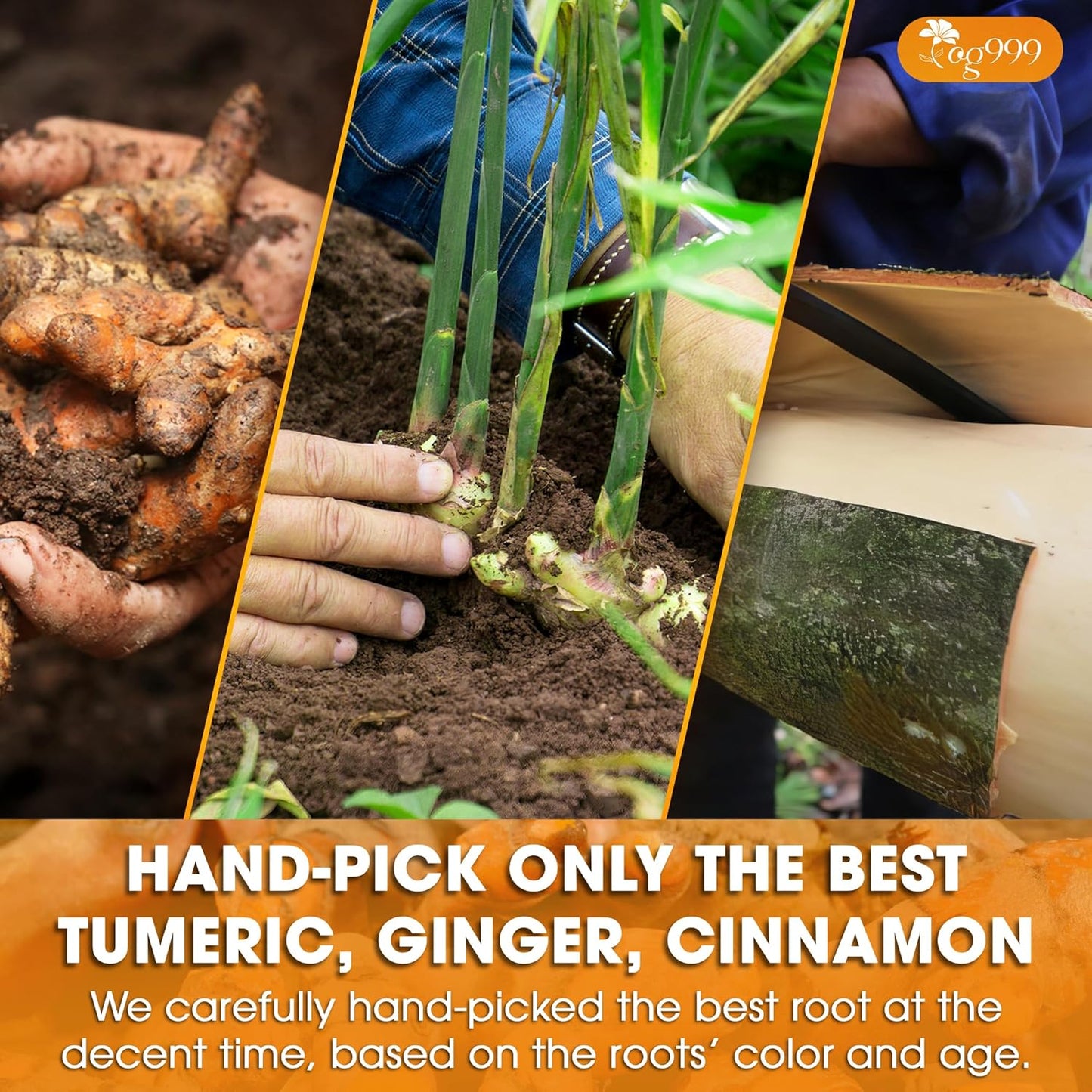 TOG999, Premium 12oz Ginger Turmeric Cinnamon Loose Leaf Herbal Tea. Improve Digestion, Support Brain, Weight, Skin and Sleep. Premium Quality Spiced Blend. No Sugar, No Caffeine, No Gluten, Vegan.