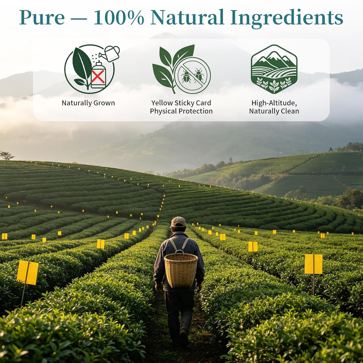 XIXICHA Dahongpao Oolong Tea Grade AAA (Super Grade) Floral Dahongpao 4.23oz (120g) China Wuyi Mountain Flower Fragrance Big Red Robe Oolong Tea Natural Loose Leaf Tea Strong fragrance Chinese Tea （150 cups）特级花香大红袍 乌龙茶 中国茶