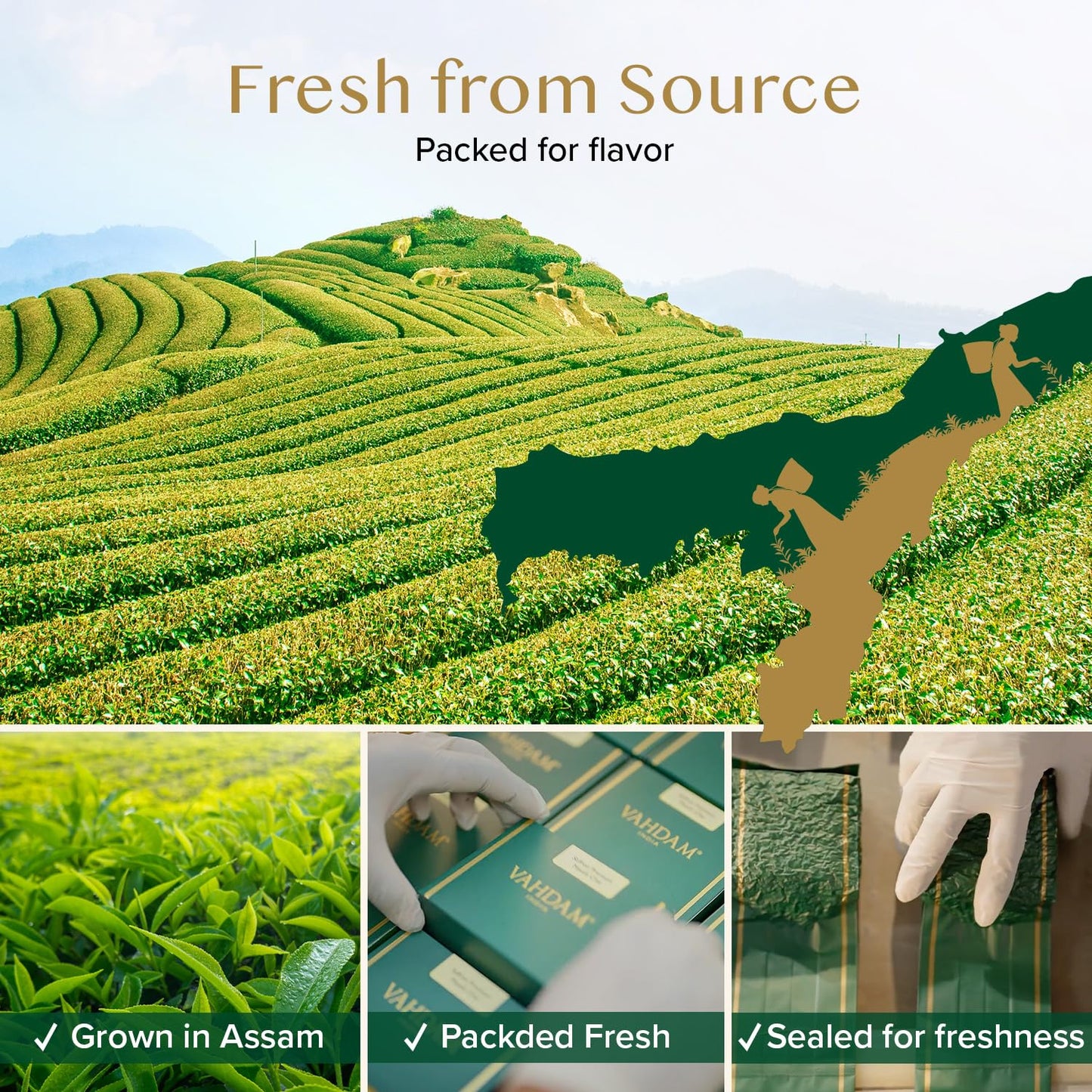 VAHDAM Assam Black Tea Leaves (12oz|170+ Cups) Quality Black Tea Loose Leaf | Malty &amp; Rich |Caffeinated, Non GMO |Pure Unblended Single Origin Black Loose Leaf Tea |Vacuum Sealed |Enjoy with/without milk