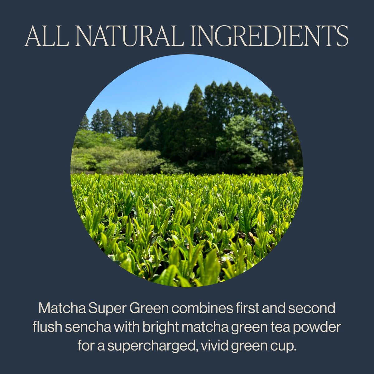 Rishi Tea Matcha Super Green Organic Sachet Tea Bags, Caffeinated, 30ct