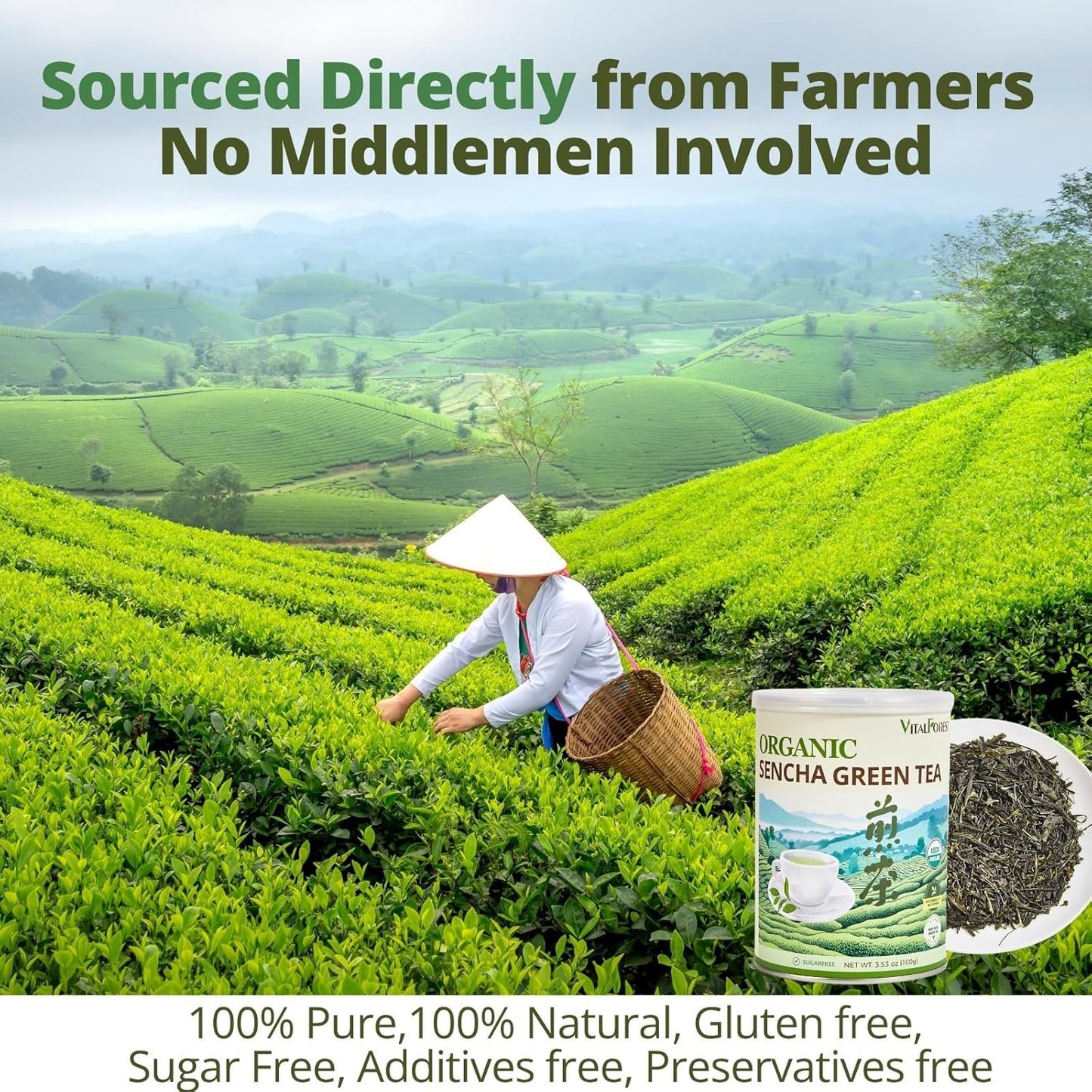Organic Sencha Green Tea Loose Leaf – 3.53oz/100g, USDA Organic, Whole Leaf Green Tea, VitalForest Premium Steam-Fixed Green Tea, Mild Umami Taste