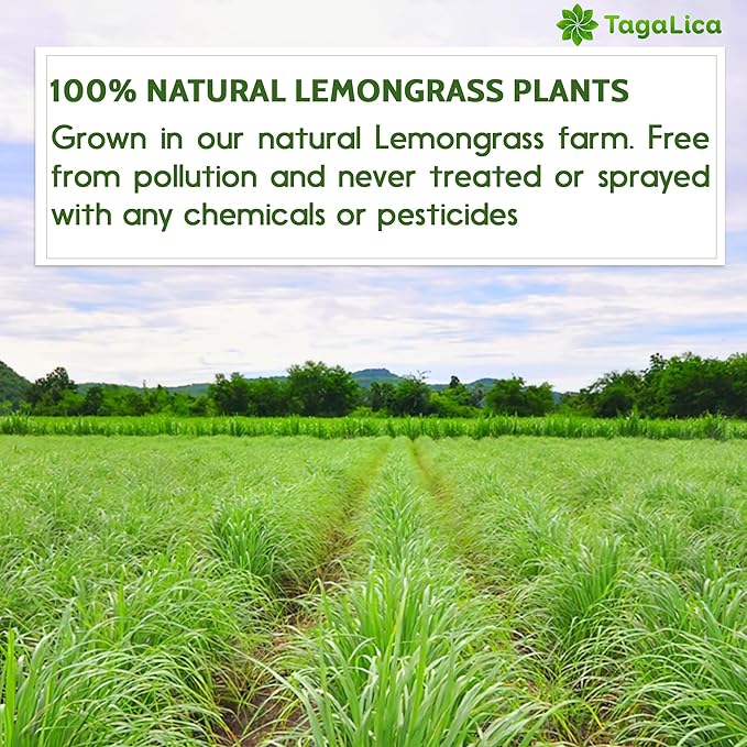 Tagalica, Premium 75 Lemongrass Tea Bags, 100% Natural & Pure Lemongrass leaves, Eco-Conscious Tea Bags, Lemongrass Herbal Tea. Lemongrass Leaf Tea