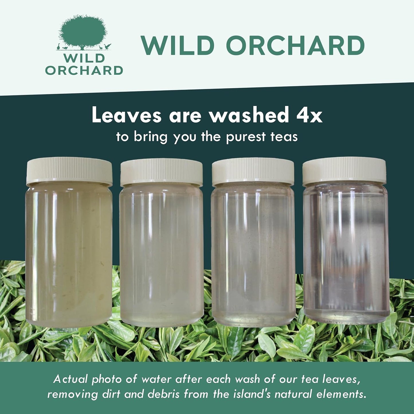 Wild Orchard Premium Green Tea - 100% Regenerative Organic Certified - Loose Leaf - USDA Organic - Sustainably & Regeneratively Cultivated on Jeju Island in South Korea - (Spring Green)