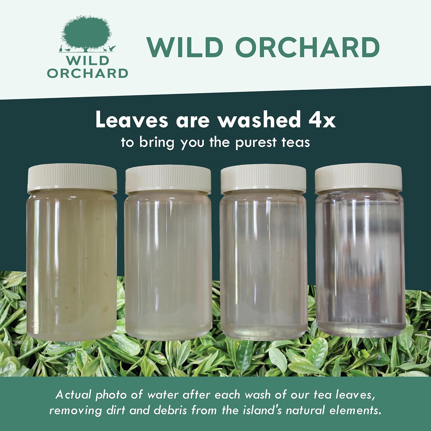 Wild Orchard Premium Green Tea - 100% Regenerative Organic Certified - Loose Leaf - USDA Organic - Sustainably & Regeneratively Cultivated on Jeju Island in South Korea - (Spring Green)