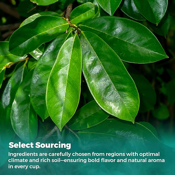 Fresh Soursop Leaf Tea from the USA – 100% Pure, Wild-Harvested Herbal Loose Leaf Tea, Natural Aroma, Caffeine-Free, No Additives or Preservatives