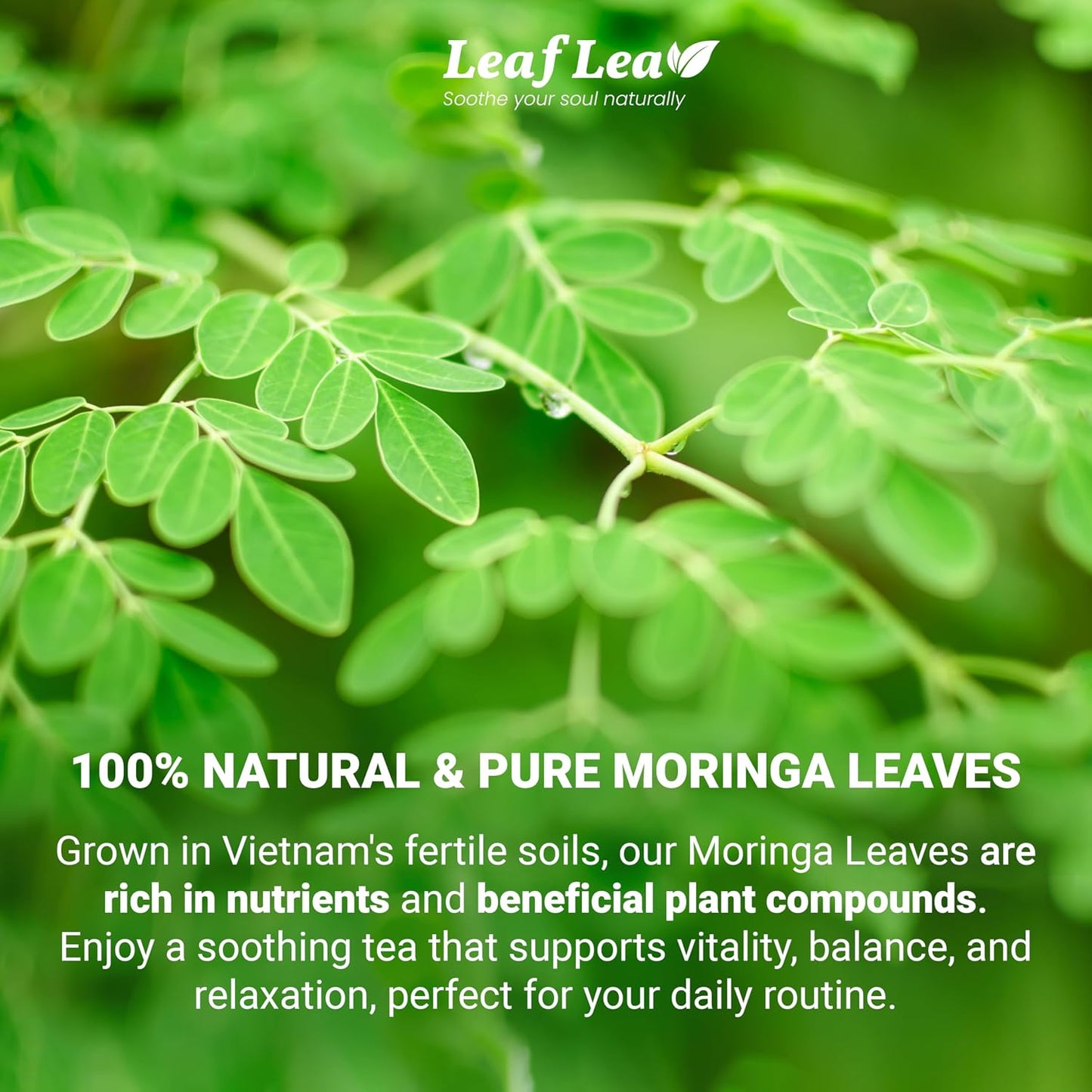 LeafLea Moringa Tea Bags, Natural Moringa Leaf Herbal Tea, 120 Count