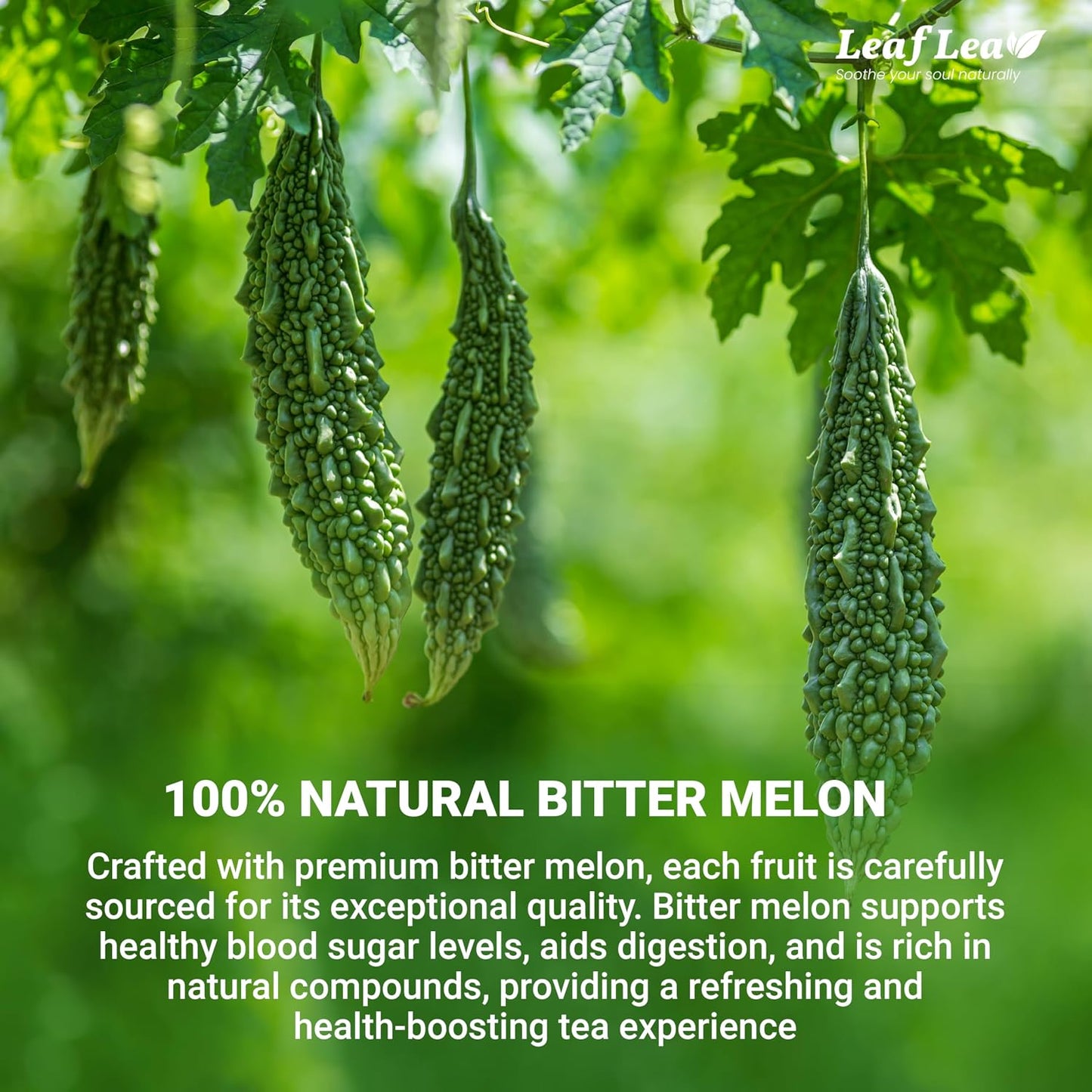 LeafLea Bitter Melon Tea Bags, Wellness &amp; Digestion Support, 40 Count