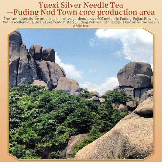 Yuexi Silver Needle White Tea Loose Leaf Premium Silver Needle Tea Authentic Fuding White Tea Core Origin Bai Hao Yin Zhen Tea First Pick 白茶 白毫银针 福鼎白茶 80g/2.82oz