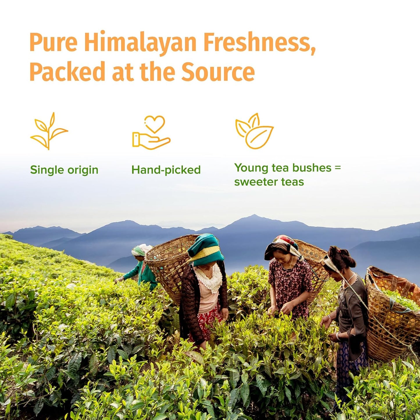 NEPAL TEA Organic Black Loose Leaf Tea - USDA Certified Organic with Gold Tips - Single Origin from a Family Farm in the Himalayas - 3.5 oz / 100g Award-Winning (Kumari Gold)
