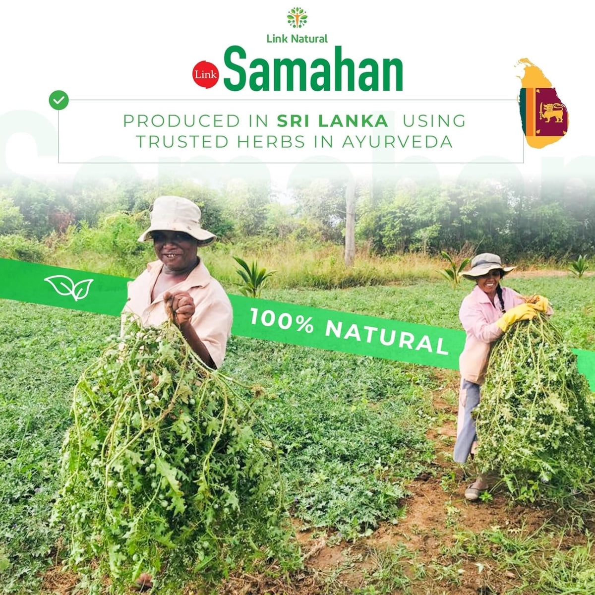 LINK SAMAHAN SAMAHAN Ayurvedic Herbal Tea Packets - Sri Lankan Ceylon Blend with 14 Natural Herbs Including Ginger, Black