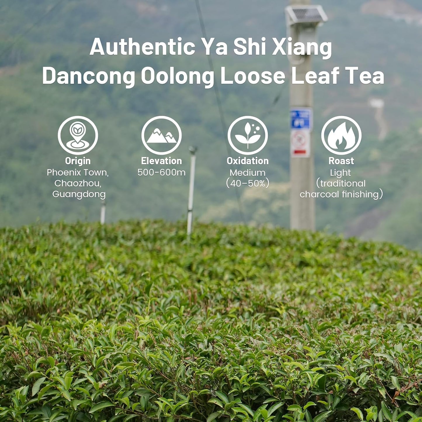 iTeaworld Ya Shi Xiang Oolong Tea Loose Leaf,Rich Floral Aroma 3.5oz | Up to 140 Cups|Premium Chinese Loose Leaf Oolong Tea|Whole Leaf Phoenix Dan Cong Oolong|Easy Mug Cold&amp;Hot Brewing