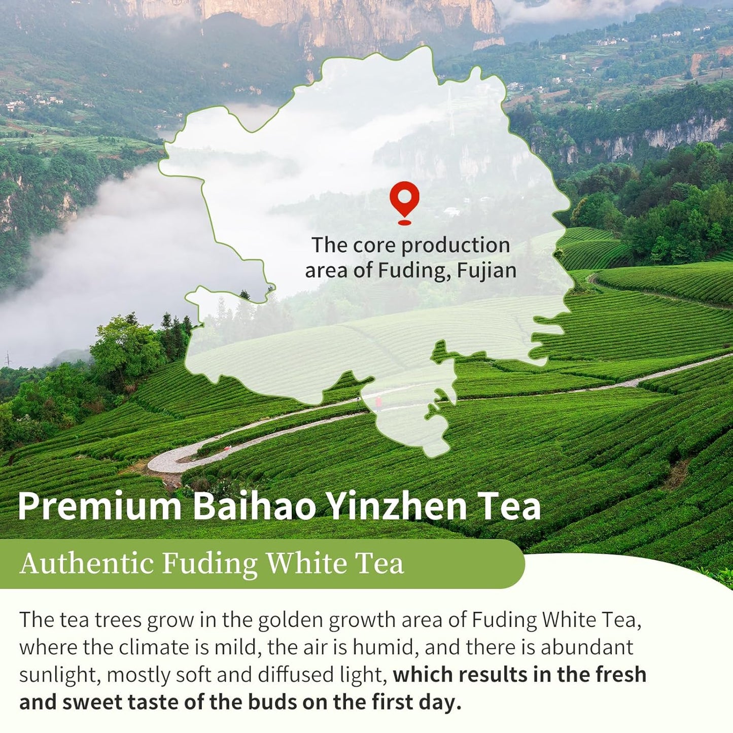 XIXICHA Silver Needle White Tea Loose Leaf Grade AAA Premium Silver Needle Tea Fuding White Tea Baihao Yinzhen Tea 80g/2.82oz 白茶 白毫银针 福鼎白茶 茶叶