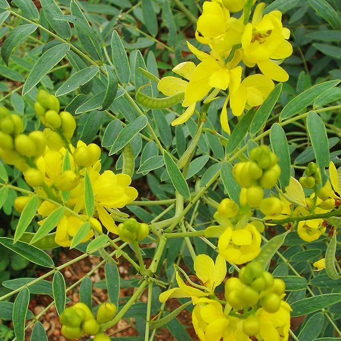 Zokiva Senna Tea - 50 Premium 2g Tea Bags for Constipation Relief and Digestive Health | 100% Natural, Herbal Laxative, Cleanser, and Digestive Support Caffeine Free